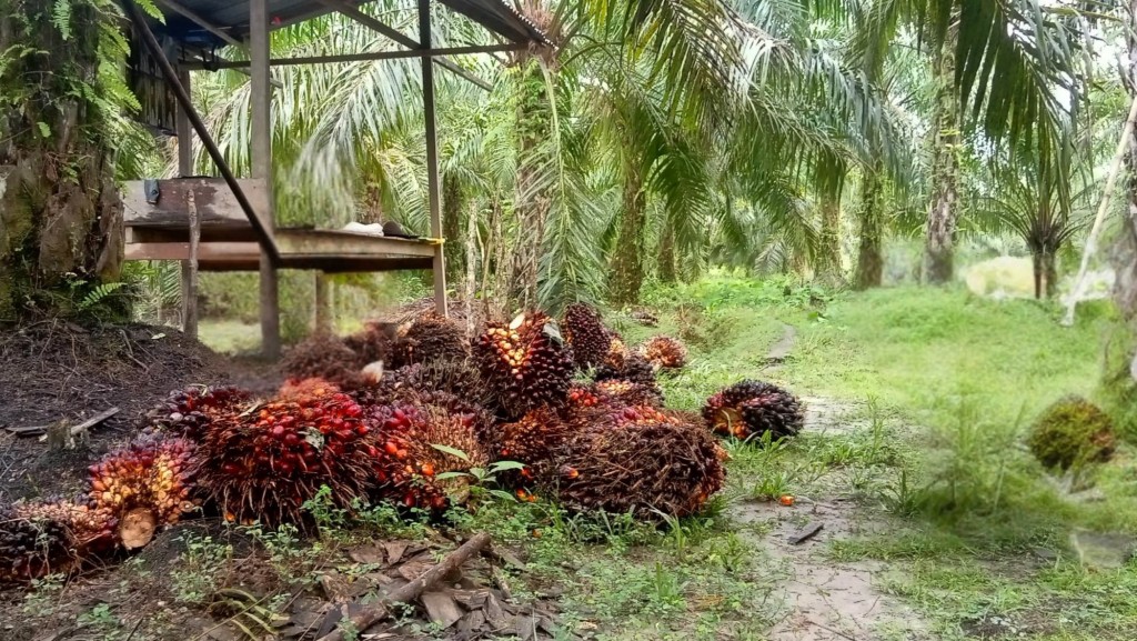Perkebunan Sawit Desa Sua-sua Menjadi Potensi yang Mendukung Perekonomian Masyarakat 